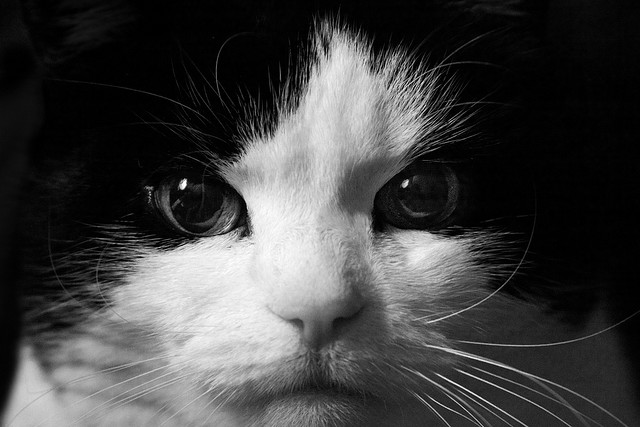 pet photography tips