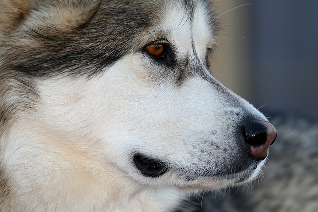 pet photography tips