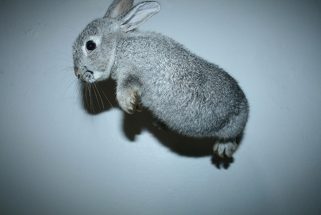 pet photography tips