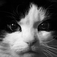 Quick Tip: Top Tips for Pet Photography