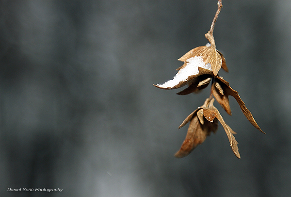 Photo: Daniel Sone - NCI