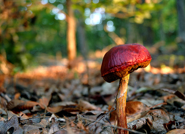 forest and woodland photography