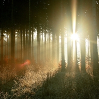55 Fascinating Forest Photographs (And Tips to Shoot Your Own!)