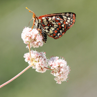 Nature Masterclass: Shooting Hummingbirds and Butterflies – Photo Premium