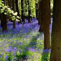 70 Striking and Surprising Spring Photographs