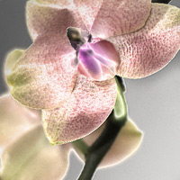 Quick Tip: Using Adobe Photoshop to Create a Solarised Photograph