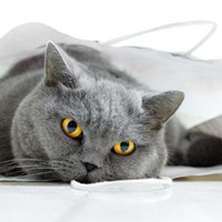 70 Clever and Adorable Examples of Pet Photography