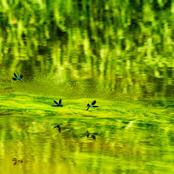 flickrphoto
