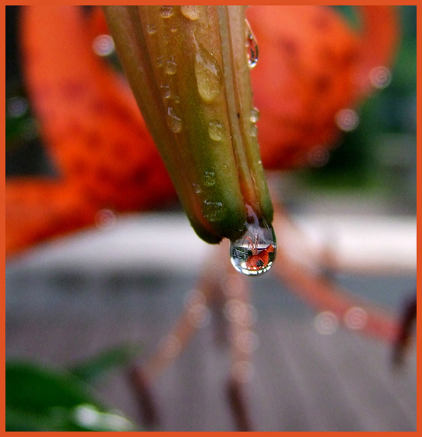 flickrphoto