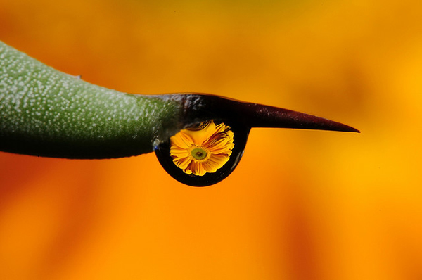 flickrphoto