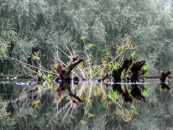 flickrphoto
