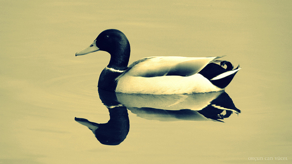 flickrphoto