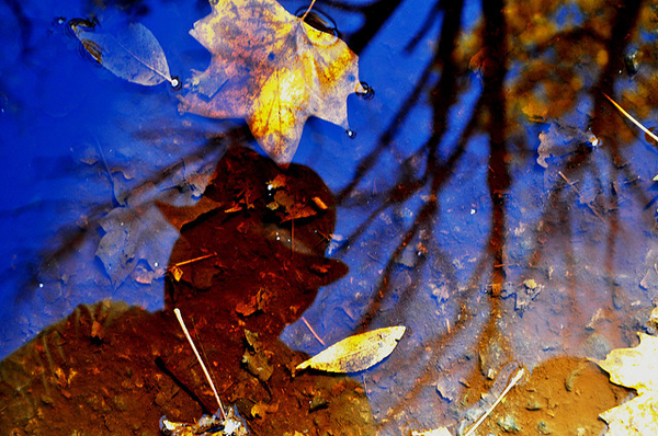 flickrphoto