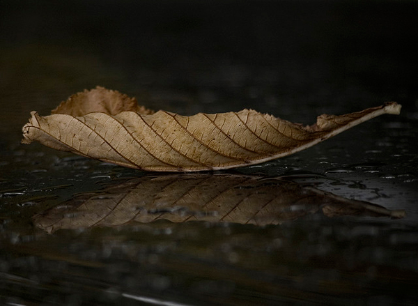 flickrphoto