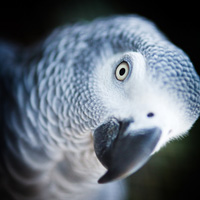 A Guide to Capturing Zippy Zoo Photos