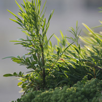 Understanding the Factors that Affect Depth of Field