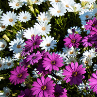 Quick Tip: 5 Great Garden Photography Tips