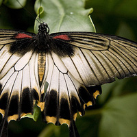 Quick Tip: How to Photograph Insects & Butterflies