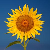 Using High Speed Sync Flash for Great Flower Photos