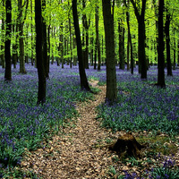 70+ Spectacular Spring Photographs