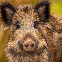 Quick Tip: Playing It Safe with Wildlife Photography