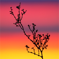 A Comprehensive Guide to Creating Silhouettes – Photo Premium
