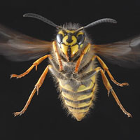 Phototuts+ Quiz: Macro